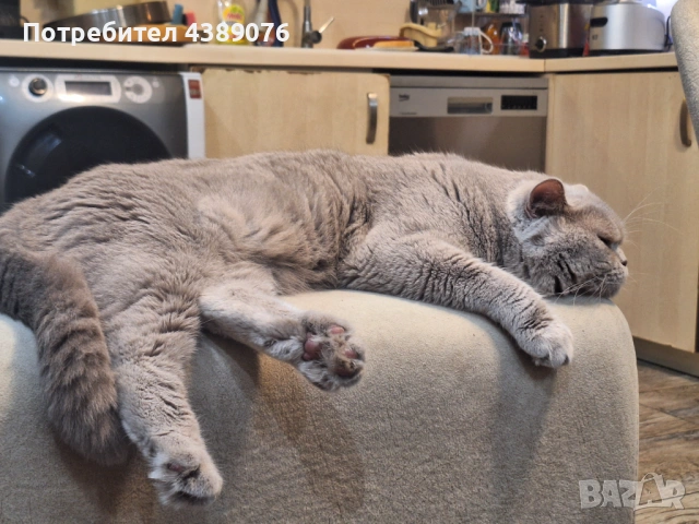 Чистокръвен лилав британец за разплод., снимка 7 - Британска късокосместа - 53074578