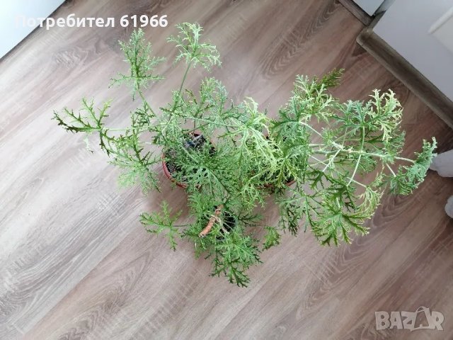 Красиво Холандско и българско индришета! , снимка 4 - Градински цветя и растения - 46921059