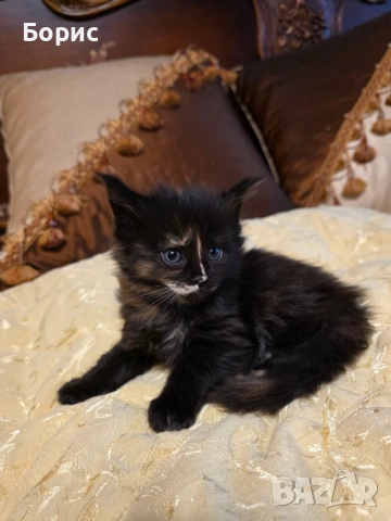 Мейн куун котета, снимка 4 - Мейн кун - 35075644