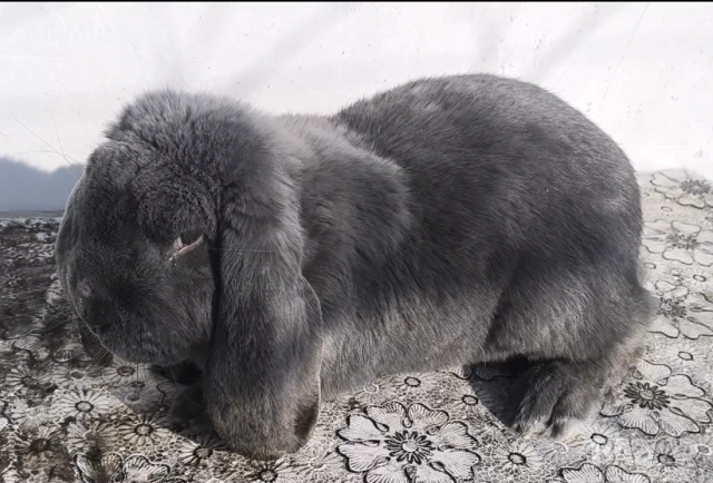 МЪЖКИ кочовати зайци , снимка 6 - Други - 53465684