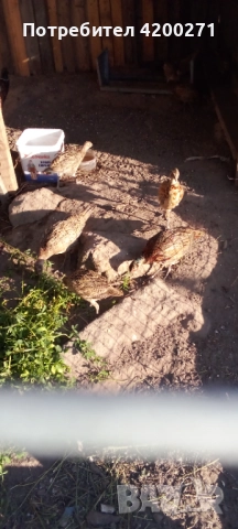  Фазани , снимка 7 - други­ - 49542295