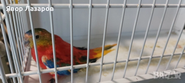 Папагали неофеми и пойни, снимка 6 - Папагали - 54303895