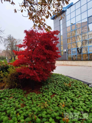 Японски клен - АЦЕР Налични 5 вида Студоустойчиви, снимка 11 - Разсади - 50406492