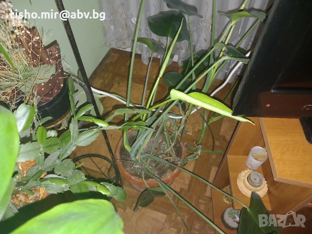Филодендрон, снимка 5 - Стайни растения - 50517631