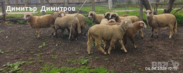 агнета , снимка 6 - Овце - 54095749