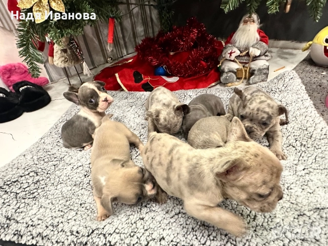 Френски белдочета, снимка 7 - Френски булдог - 52796420