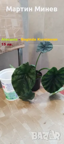 Филодендрон (Philodendron) / Сингониум (Syngonium), снимка 12 - Стайни растения - 47059632