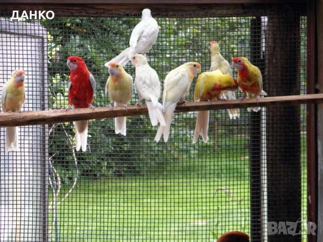 ПЕНАНТОВИ И ПЪСТРИ РОЗЕЛИ–МУТАЦИИ/тазигодишни/, снимка 4 - Папагали - 50988054