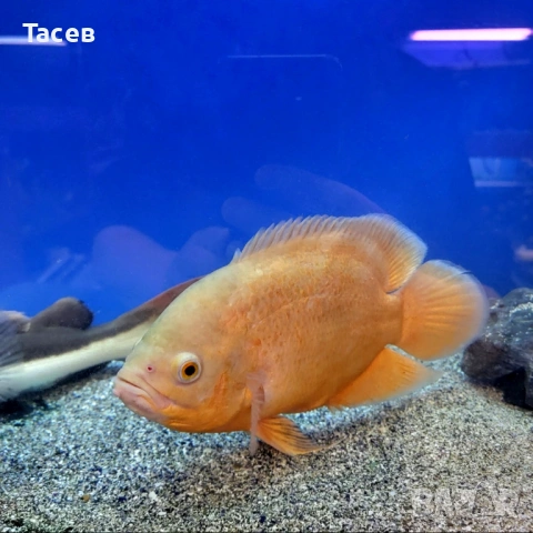 Астронотус 20см