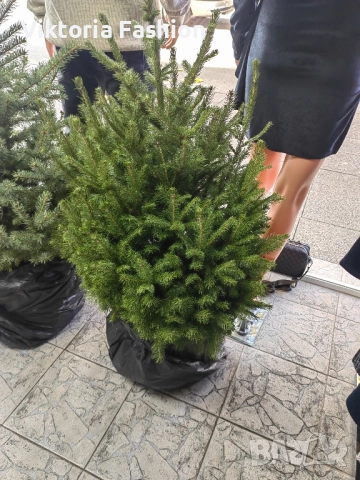коледна елха в саксия-жива, снимка 10 - Градински цветя и растения - 52524694