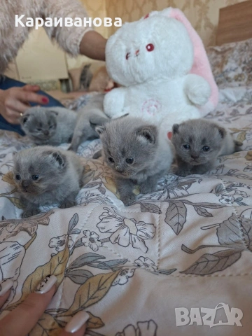 Британски сини колорпойнти , снимка 5 - Британска късокосместа - 53753333