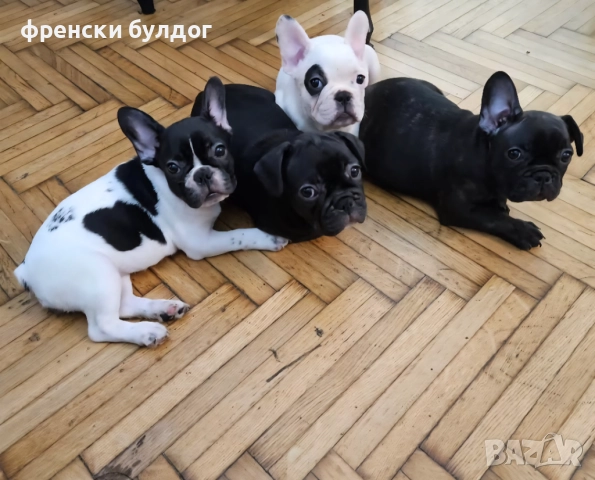 френски булдог, снимка 1