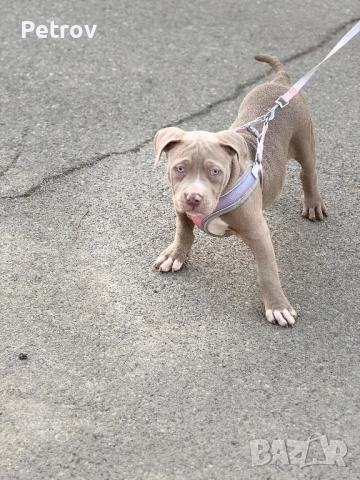 Американско були, снимка 7 - Питбул - 51911928