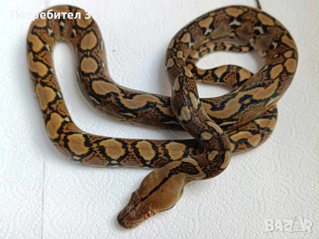 Мрежест Питон