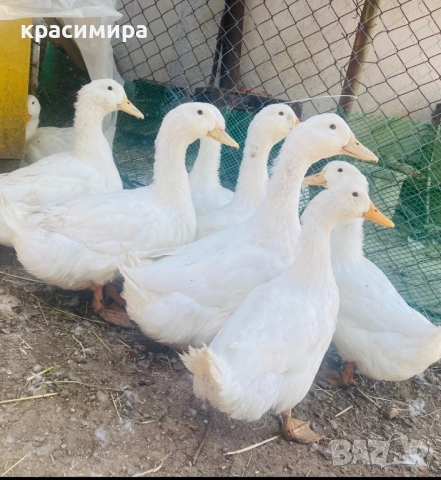 Оплодени яйца за люпене от пекински патици 