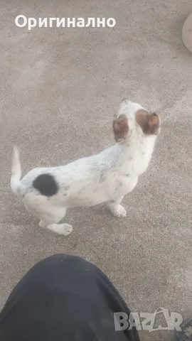 Джак ръсел 05.12.2024г , снимка 8 - Джак ръсел териер - 49945036