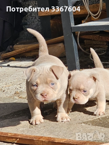 Американско були покет , снимка 3 - Други - 52320444