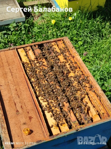 пчелни семейства