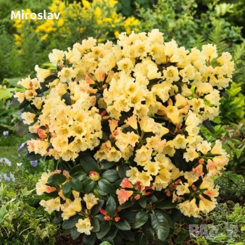 Рододендрон-(Налични 6 цвята), снимка 2 - Градински цветя и растения - 53878434