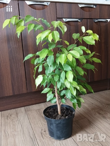 Фикус Бенджамин - стайно растениe