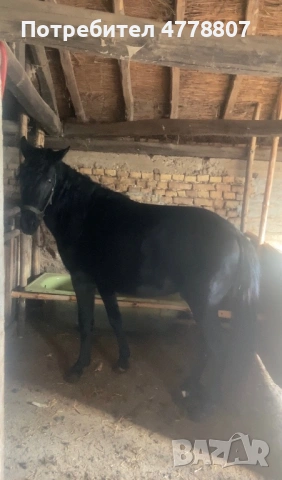 Кон, снимка 2 - Коне - 53993319