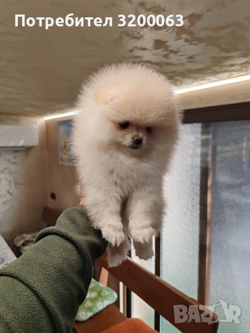 Померанче мини женско 