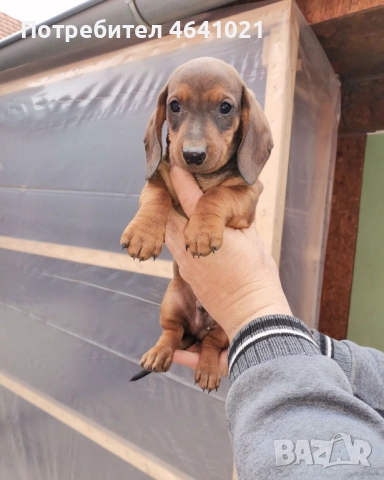 Дакел, снимка 6 - Дакели - 52451860