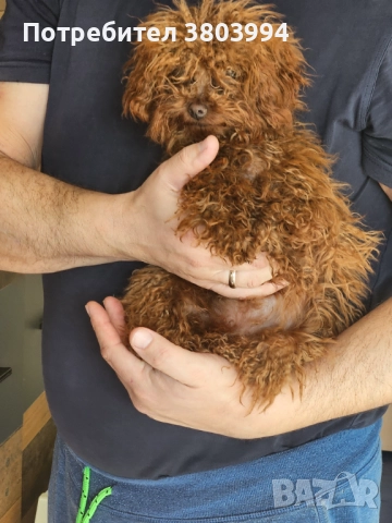 Червен тйи къп / той пудел момиченце на 6 месеца. , снимка 4 - Пудели - 52935214