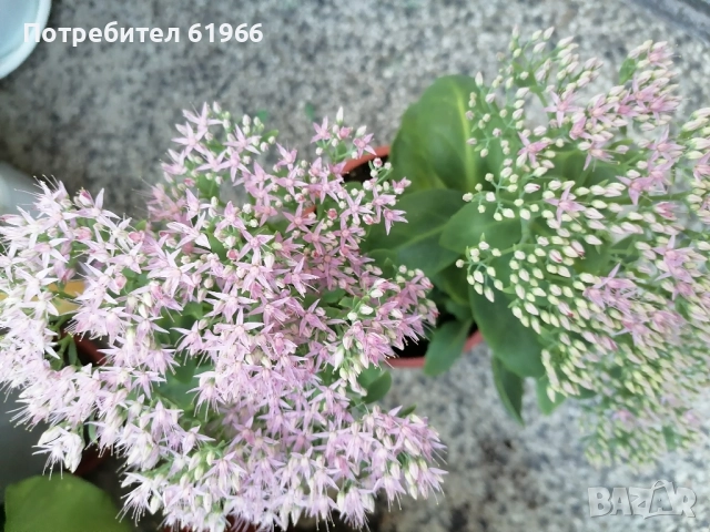 Драцена и Дебела Мара в цъфтеж ! , снимка 2 - Градински цветя и растения - 51774993