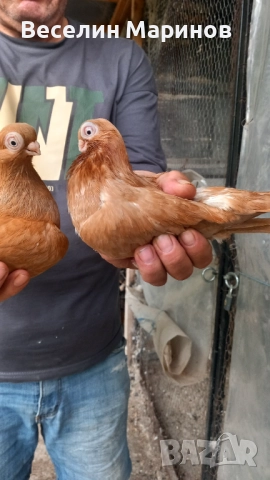 продавам  варненски  жьлти  6уменски2 модела  по6и спортни и стандарти и американци, снимка 11 - Гълъби - 51659125