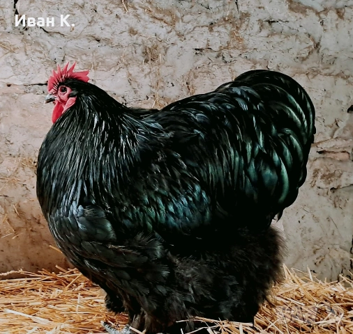 Продавам черен Орпингтон. , снимка 5 - Кокошки и пуйки - 53829349