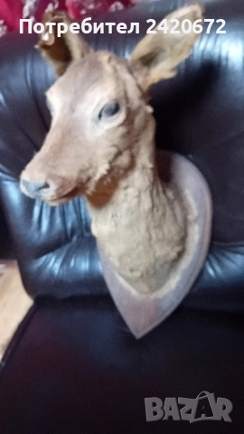 препарирана глава сърандак Препарирана бялка Препарирана катеричка., снимка 4 - Други - 52065871