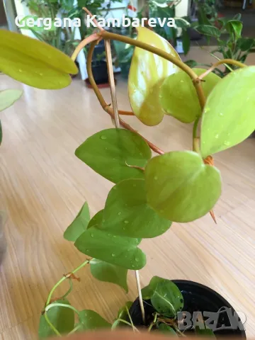 Philodendron hederaceum Lemon Lime , снимка 3 - Стайни растения - 47169092