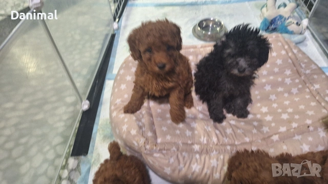 мини пуделчета / момчета и момичета, снимка 5 - Пудели - 53581267