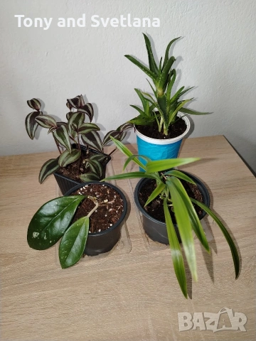 стайни цветя- Хоя (Восъчно цвете), Традесканция Зебрина, Хлорофитум, Алое в комплект 
