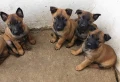Чистокръвни Белгийски овчарки-Малиноа , снимка 7