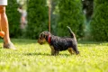 Уелски Териер welsh terrier , снимка 4