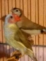 продавам амадини , снимка 16