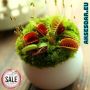 100 семена Венерина мухоловка Dionaea muscipula Семена Мухоловка Бонсай месоядно растение яде насеко, снимка 18