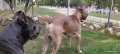 Cane Corso Italiano, снимка 18