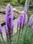 Лиатрис , снимка 1
