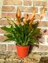 Цвете Spathiphyllum orange ("женско щастие"), снимка 3