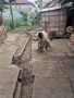 Куче Каракачанка , снимка 1 - Каракачанска овчарка - 45232982