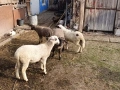Продавам агнета , снимка 1