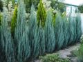 Юниперус Синя Стрела,  Juniperus “Blue Arrow” , снимка 1