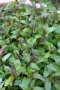 Шоколадова Мента, Mentha "Chocolate Mint", студоустойчива и многогодишна, снимка 3