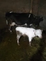 крава с теле, снимка 1