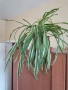 хлорофитум , снимка 3