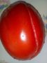 разсад ранно домати, снимка 1 - Разсади - 45279755