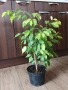 Фикус Бенджамин - стайно растениe, снимка 1